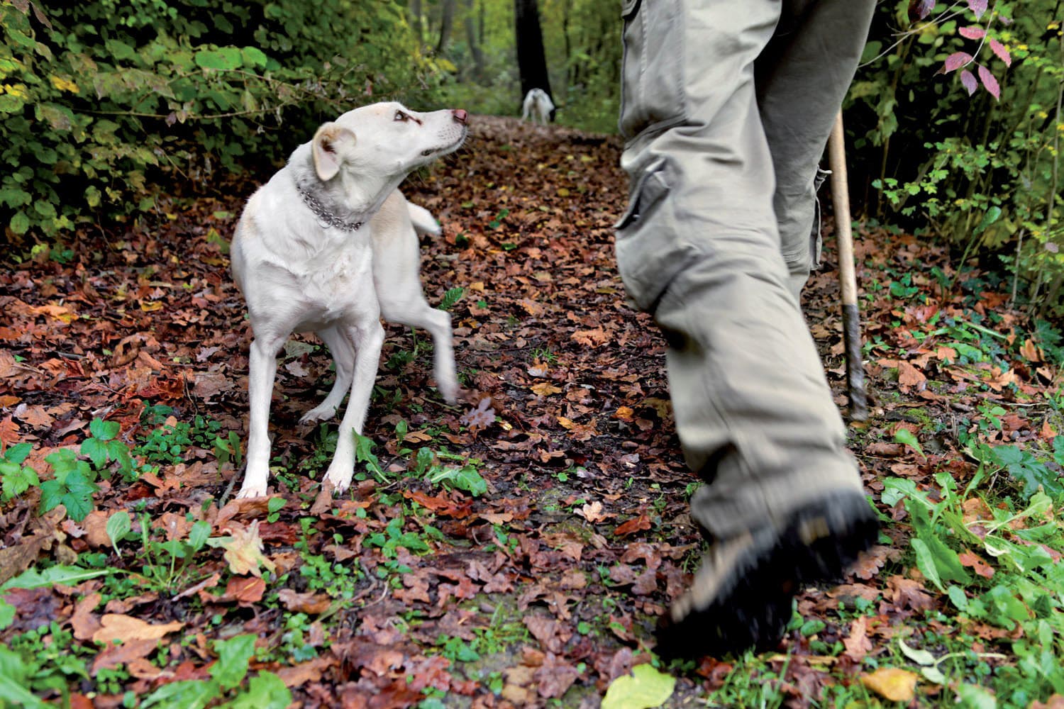 La cerca del tartufo La cerca del tartufo