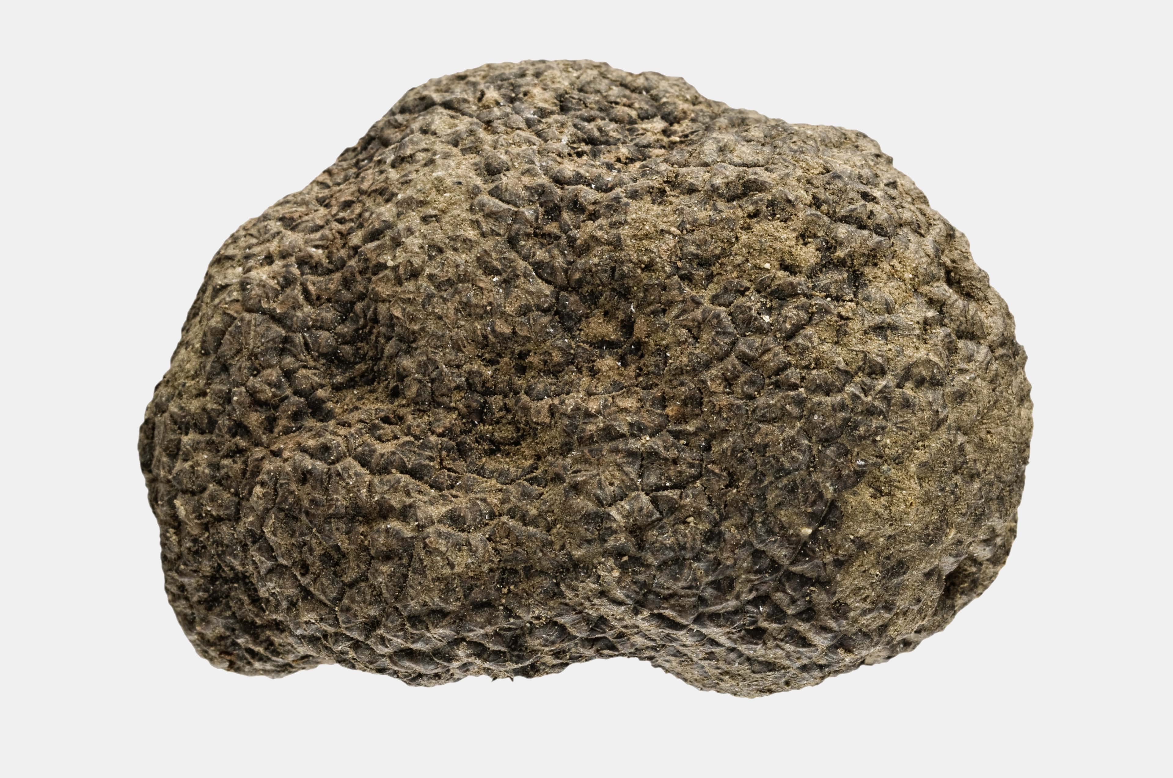 Tartufo Nero - Archivio Centro Nazionale Studi Tartufi