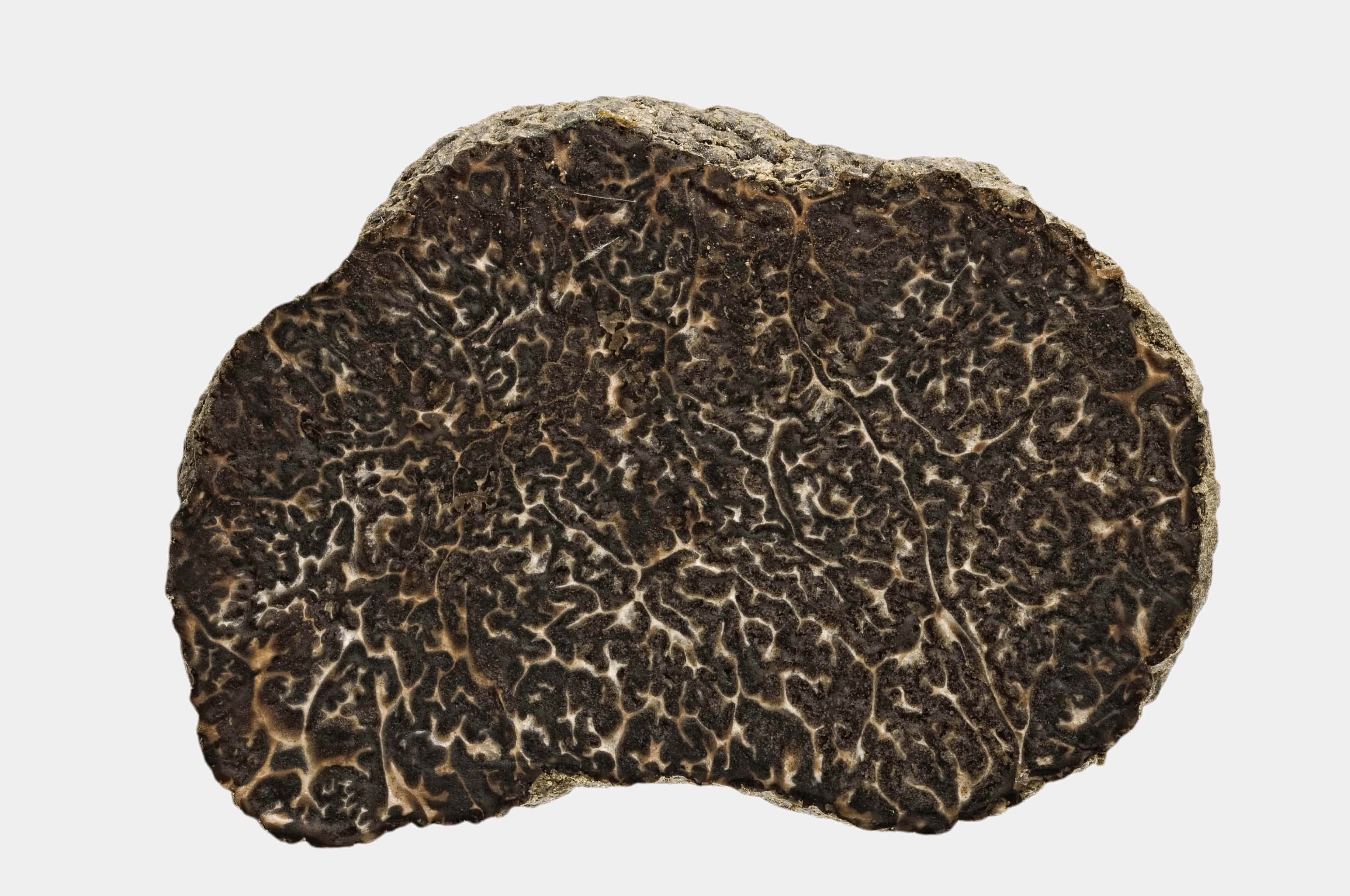 Tartufo Nero - Archivio Centro Nazionale Studi Tartufi