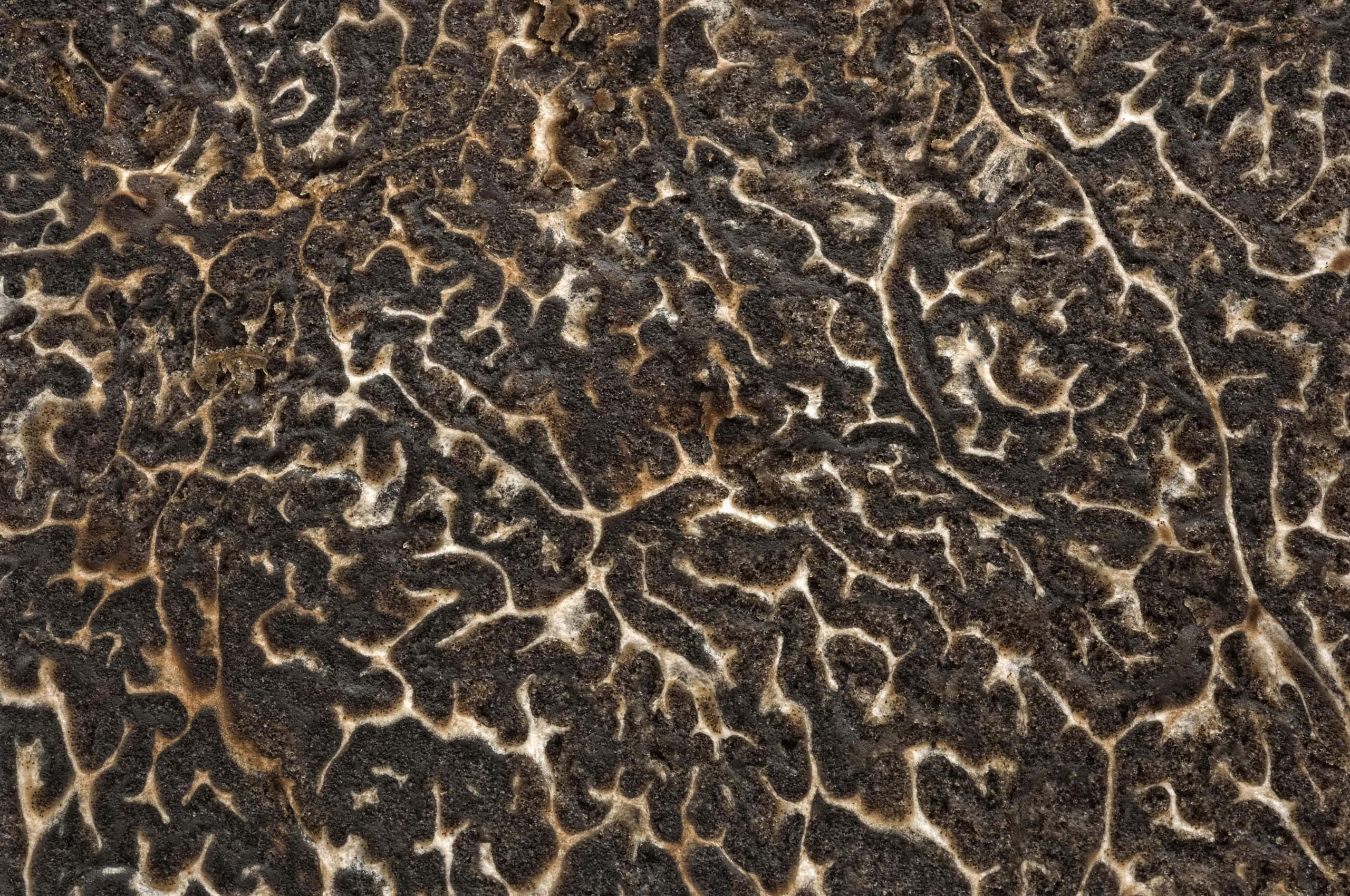 Tartufo Nero - Archivio Centro Nazionale Studi Tartufi